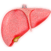 How Liver Syn3rgy Helps Support Liver Health