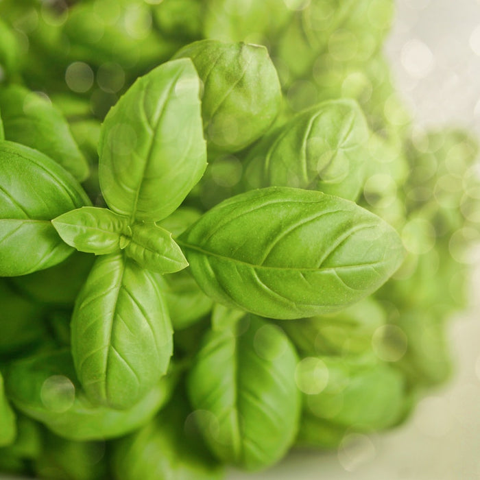 Bet You Never Knew Basil Could Do This… 6 Health Benefits of Basil