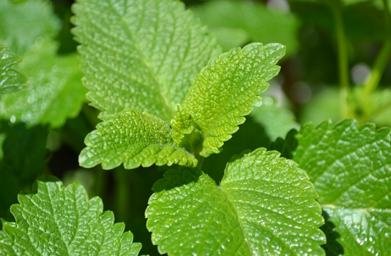 The Amazing Reasons Lemon Balm Extract Could Change Your Life