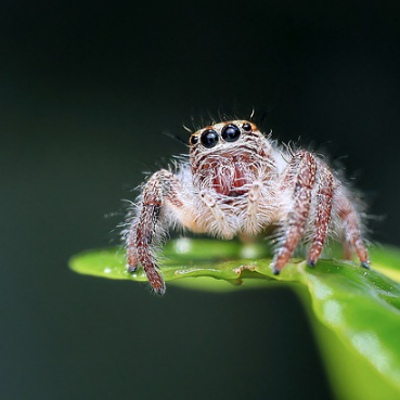 Hate Spiders? Well You'll Love What Their Venom Can Do For You