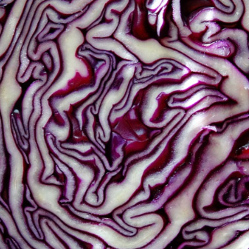 The Unbelievable Benefits of Red Cabbage