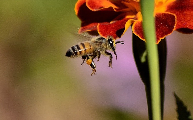 Have You Heard What's Happening To The Bees?