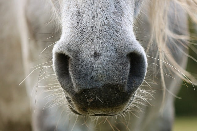 Scary Stress Response is Improved By “Smelly Horse”