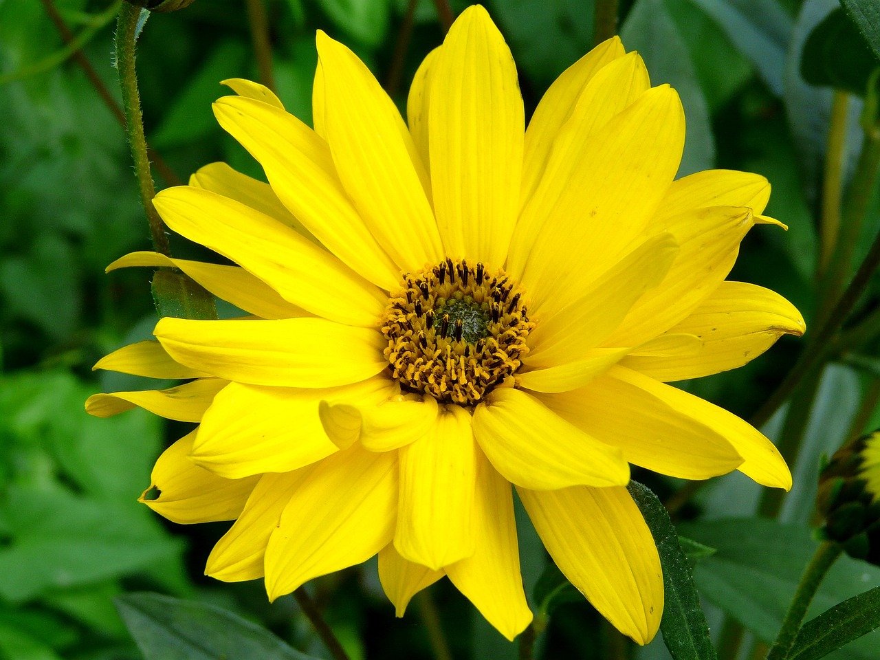 What Does Arnica Do For Pain Management?