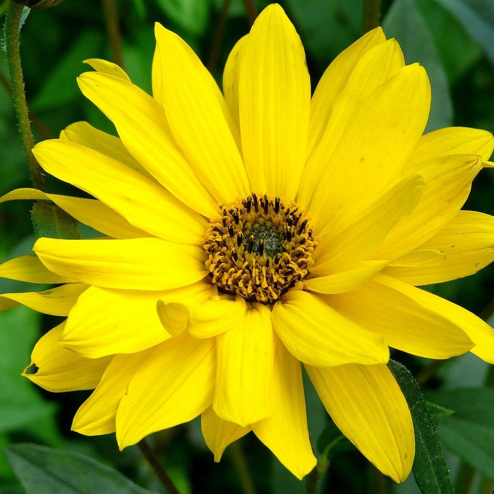 What Does Arnica Do For Pain Management?