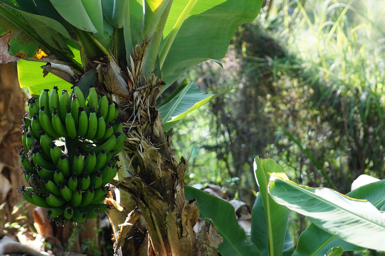 Why Plantains are An Amazing Health Food