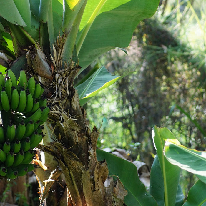 Why Plantains are An Amazing Health Food