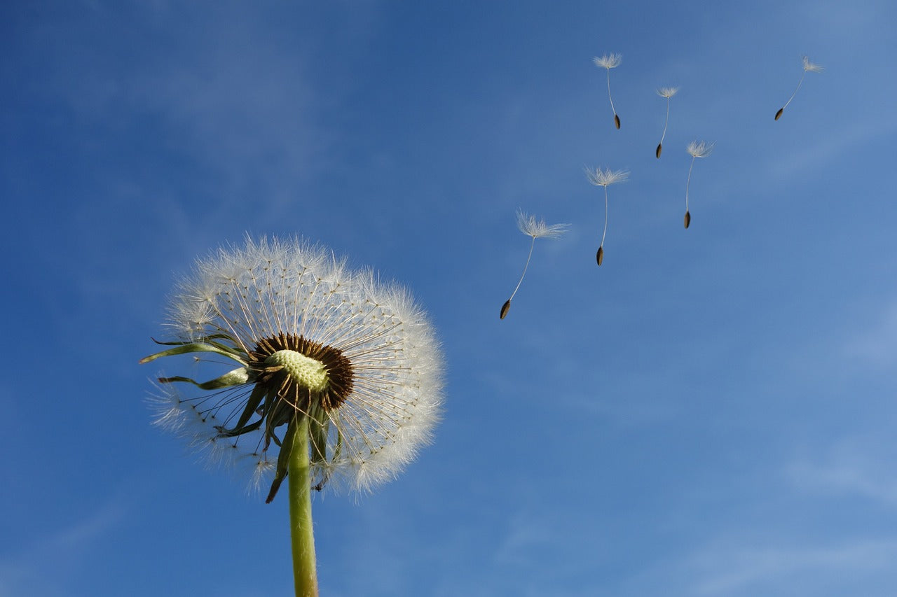 Yes, Dandelions Are Actually Healthy