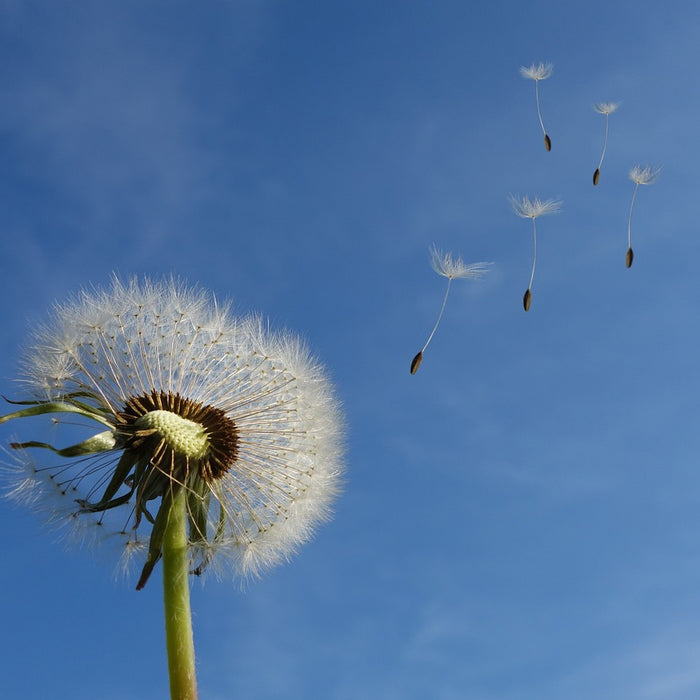 Yes, Dandelions Are Actually Healthy