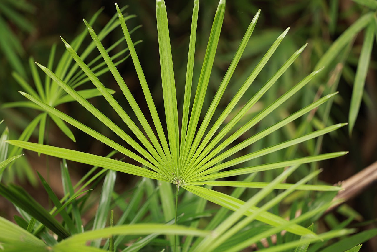 Why Almost Every Man Should Take Saw Palmetto