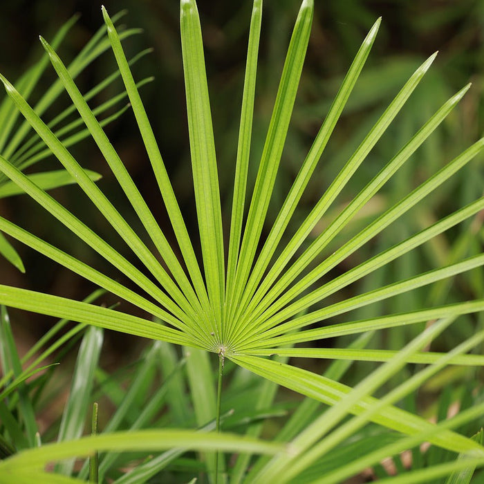 Why Almost Every Man Should Take Saw Palmetto