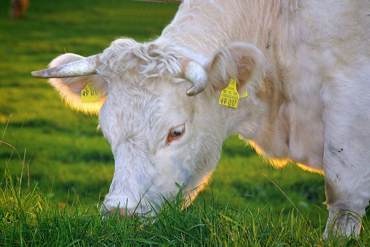 Is Grass-Fed Beef Really Worth the Price?