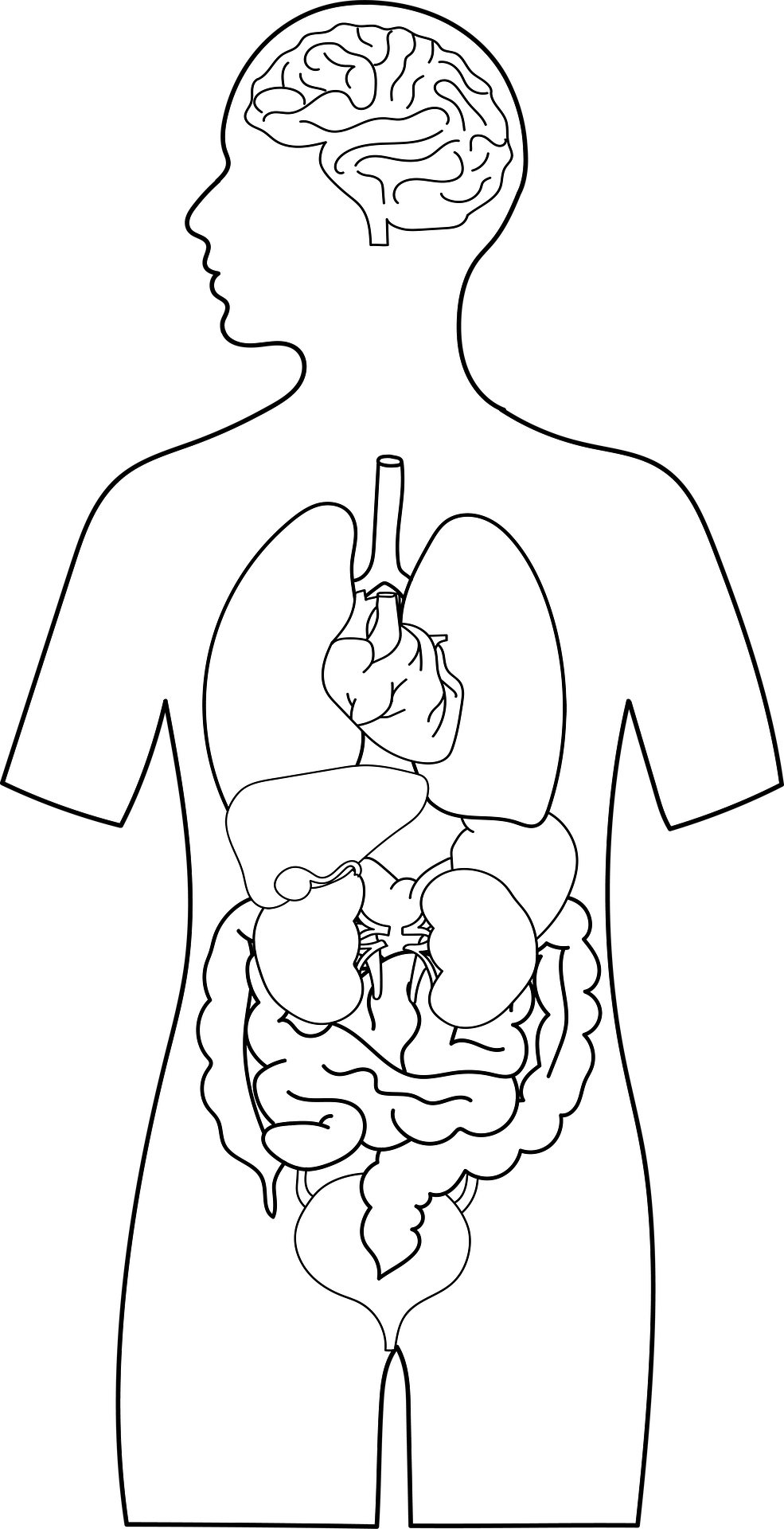 Could the Treatment For the Cold Live In Your Stomach?