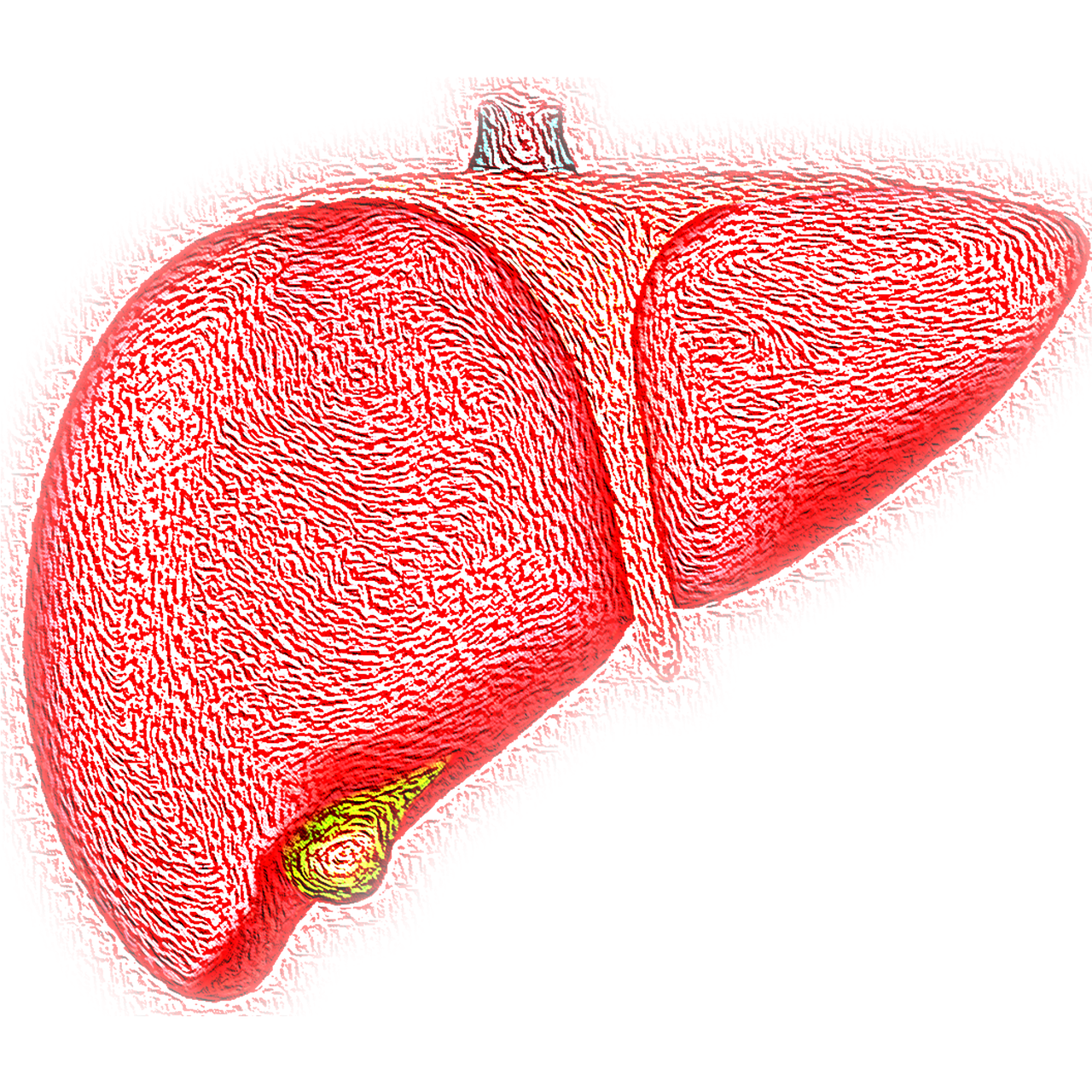 How Liver Syn3rgy Helps Support Liver Health