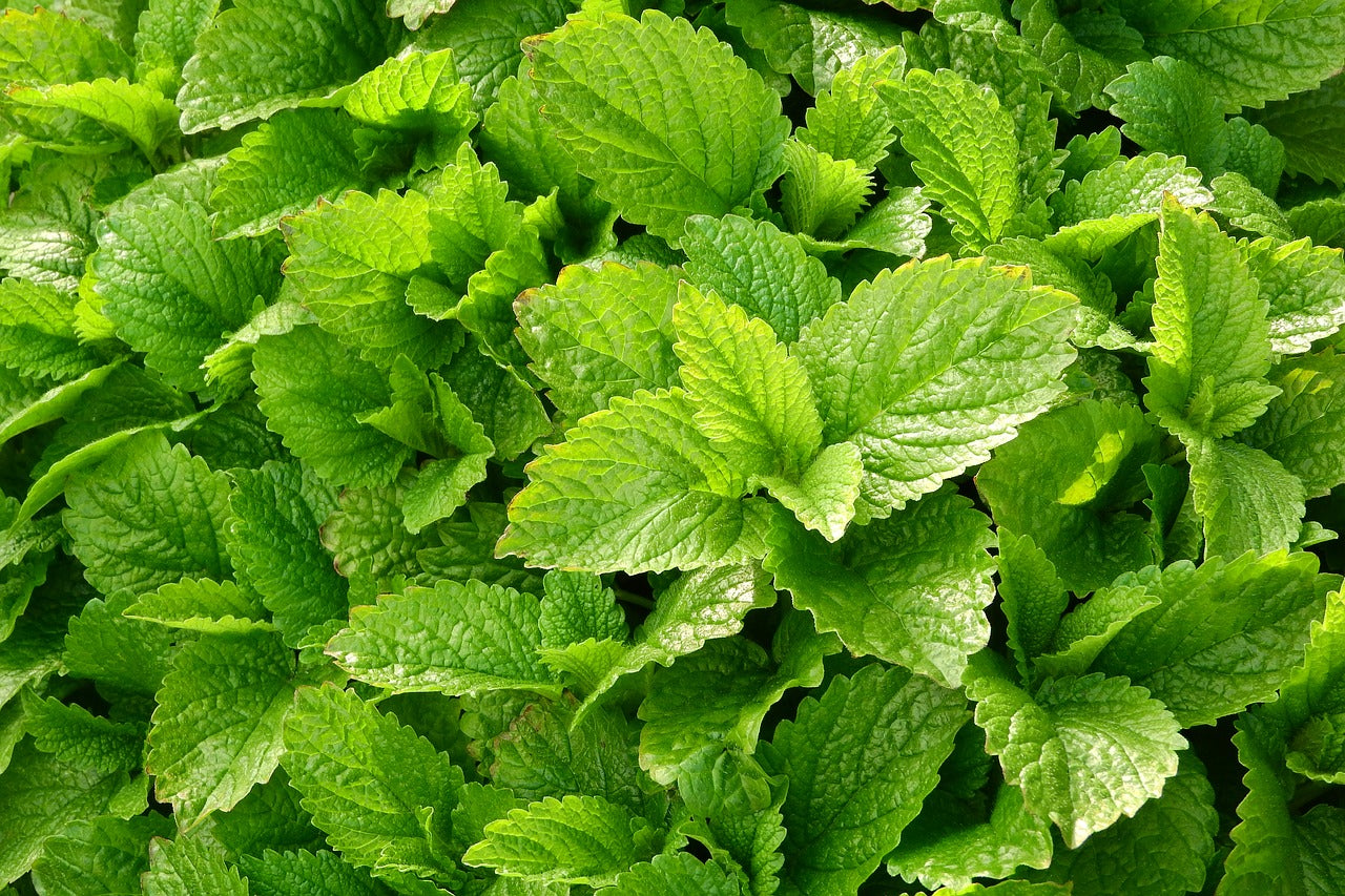 Why Don’t More Doctors Recommend Lemon Balm