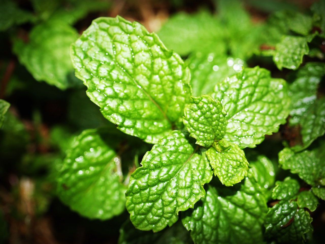 Discover the Condition Peppermint Oil Might Be Able to Treat