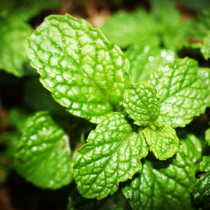 Discover the Condition Peppermint Oil Might Be Able to Treat