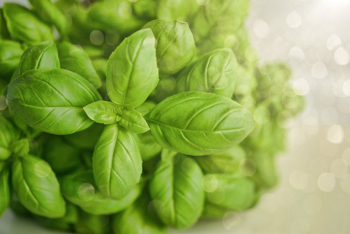 Bet You Never Knew Basil Could Do This 6 Health Benefits of Basil