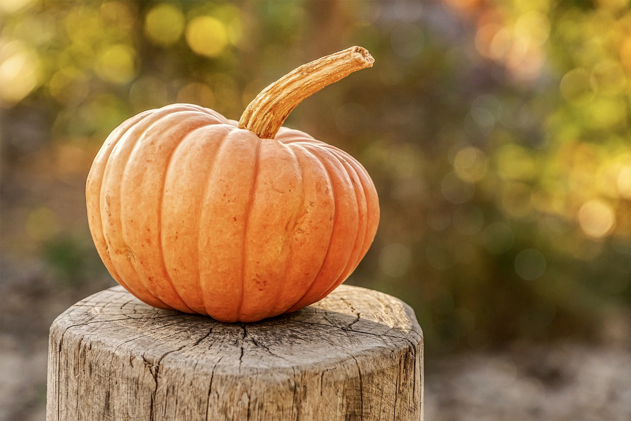 Canned Pumpkin For You