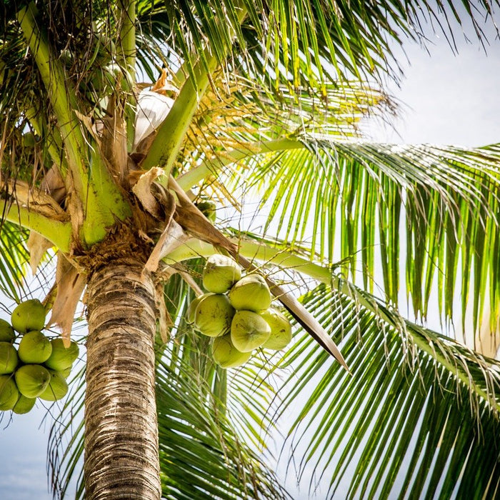 Using Coconut For Kids’ Safety
