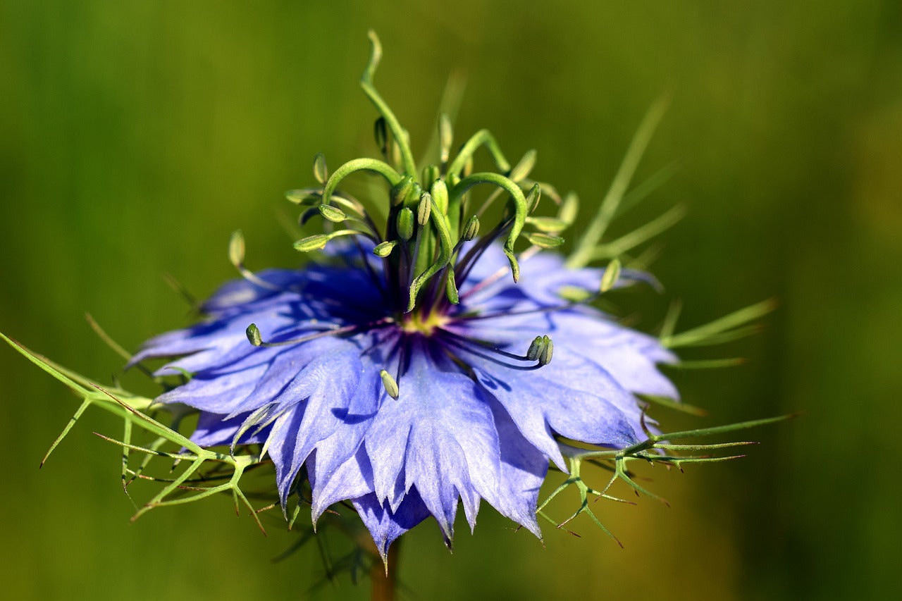 Mystery Black Seed Yields Thyroid Boosting Power